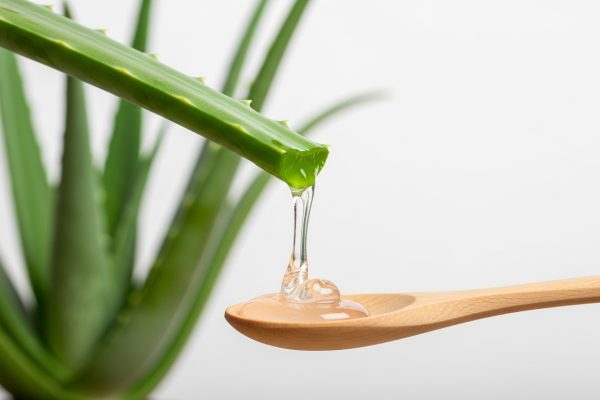 Guia da Aloe Vera (Babosa): Como Cuidar para Ter a Planta Saudável e Extrair seu Gel Medicinal Guia da Aloe Vera (Babosa): Como Cuidar para Ter a Planta Saudável e Extrair seu Gel Medicinal