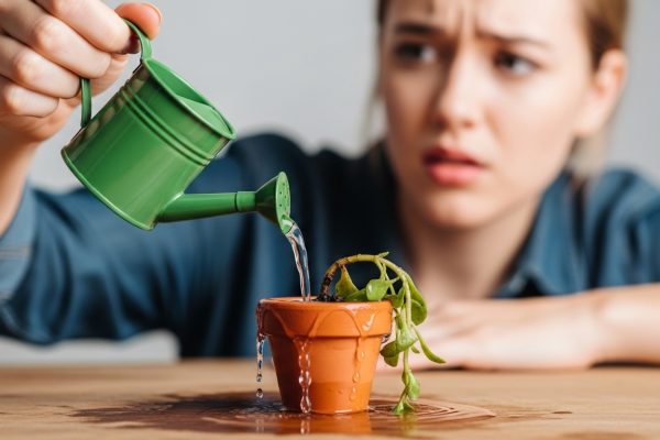 Os 5 Erros Mais Comuns na Jardinagem para Iniciantes (e Como Garantir uma Horta de Sucesso) Os 5 Erros Mais Comuns na Jardinagem para Iniciantes (e Como Garantir uma Horta de Sucesso)